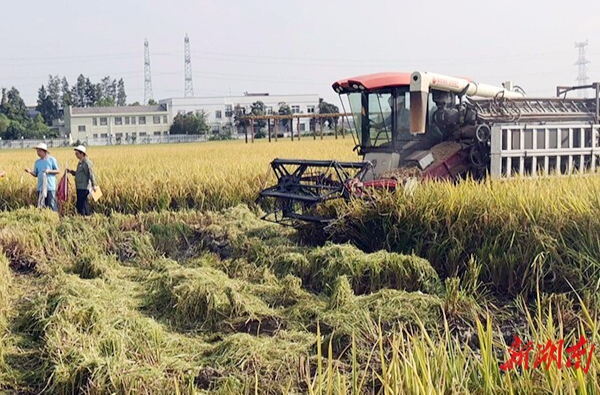 专家测产水稻示范基地，光合细菌菌剂帮助增产10.48%