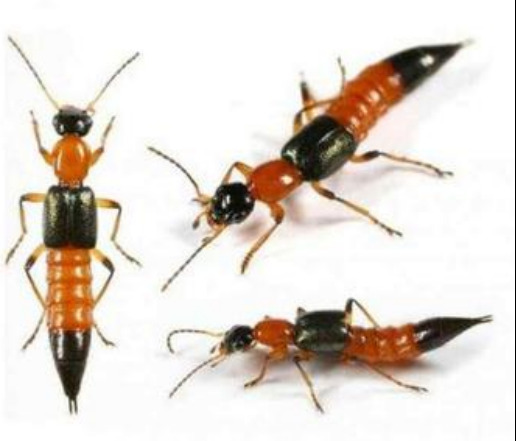 切记！这种黑红相间的虫子，千万拍不得！