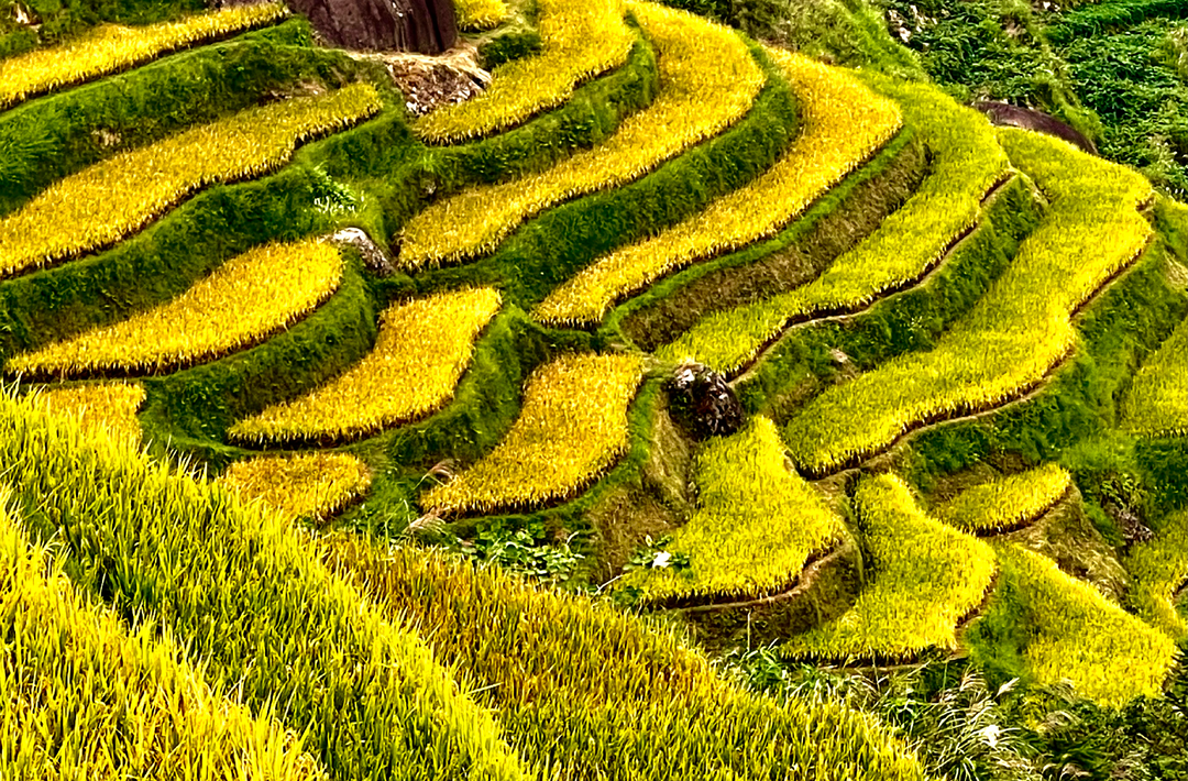 云上梯田金風(fēng)蕩漾，花瑤山寨歡慶豐收——隆回縣虎形山白水洞第四屆收割節(jié)精彩紛呈