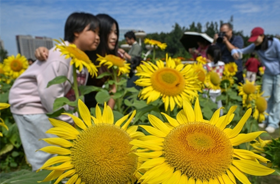 Tourists Enjoy Sunflowers at Hunan Botanical Garden