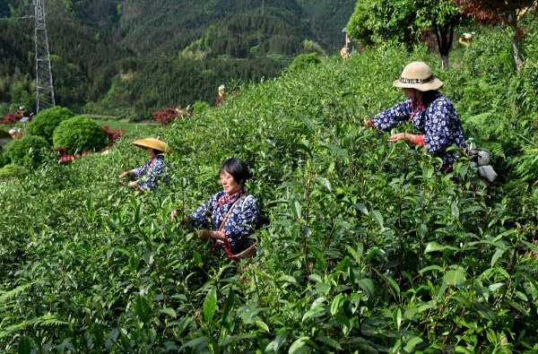 理论·新域丨以茶旅融合助推农业供给侧结构性改革