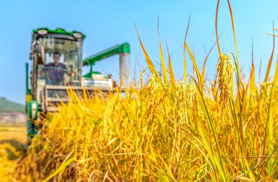 In Pics: Scenery of Rice Harvest Across Hunan