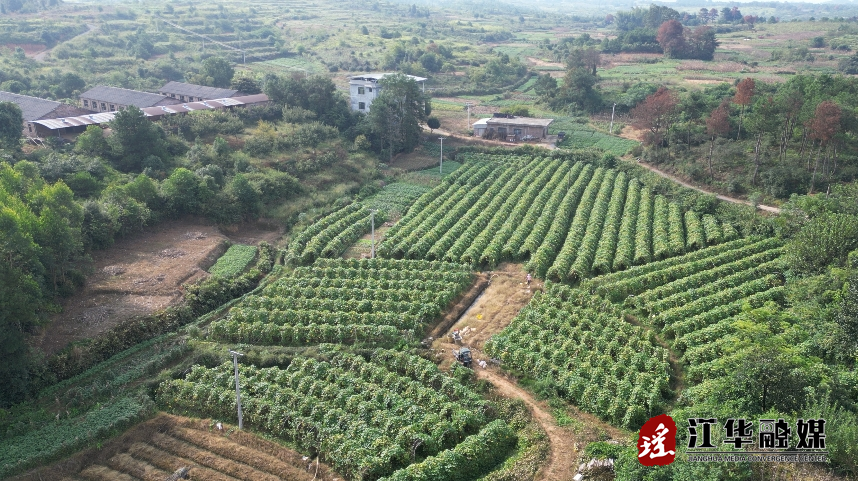 江華：南瓜飄香慶豐收