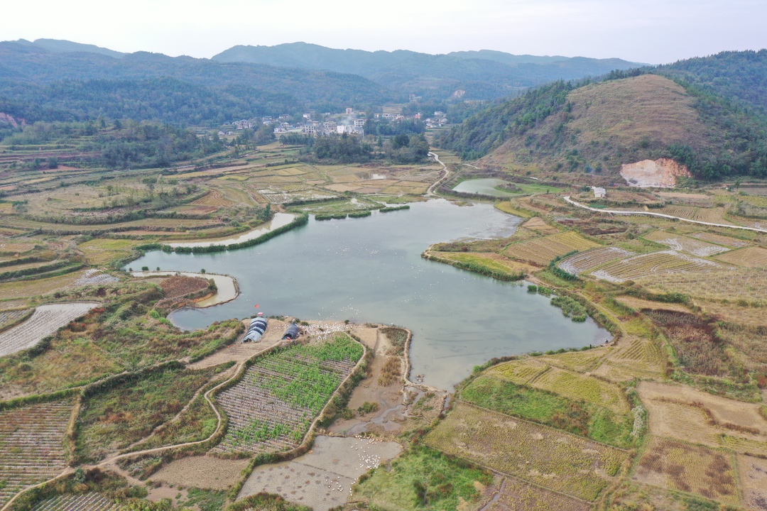 花垣縣補(bǔ)抽鄉(xiāng)吉久村大白鵝繪就致富新景