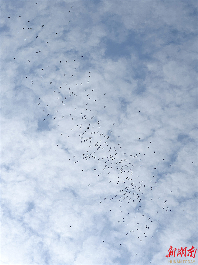 Black Bazas Flying over Changsha