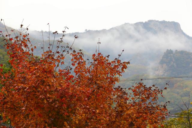 北部山區(qū)紅葉變色率已達(dá)80%，北京“北極鄉(xiāng)”紅葉節(jié)開幕