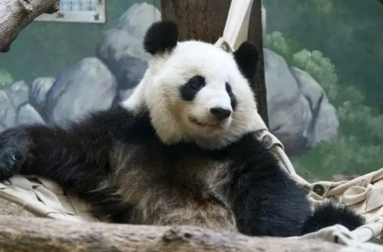 旅美大熊猫“伦伦”“洋洋”一家平安回国