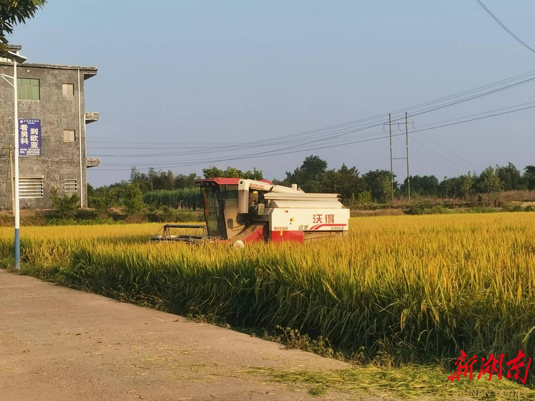 祁陽市白水鎮(zhèn)金秋時節(jié)農(nóng)事忙