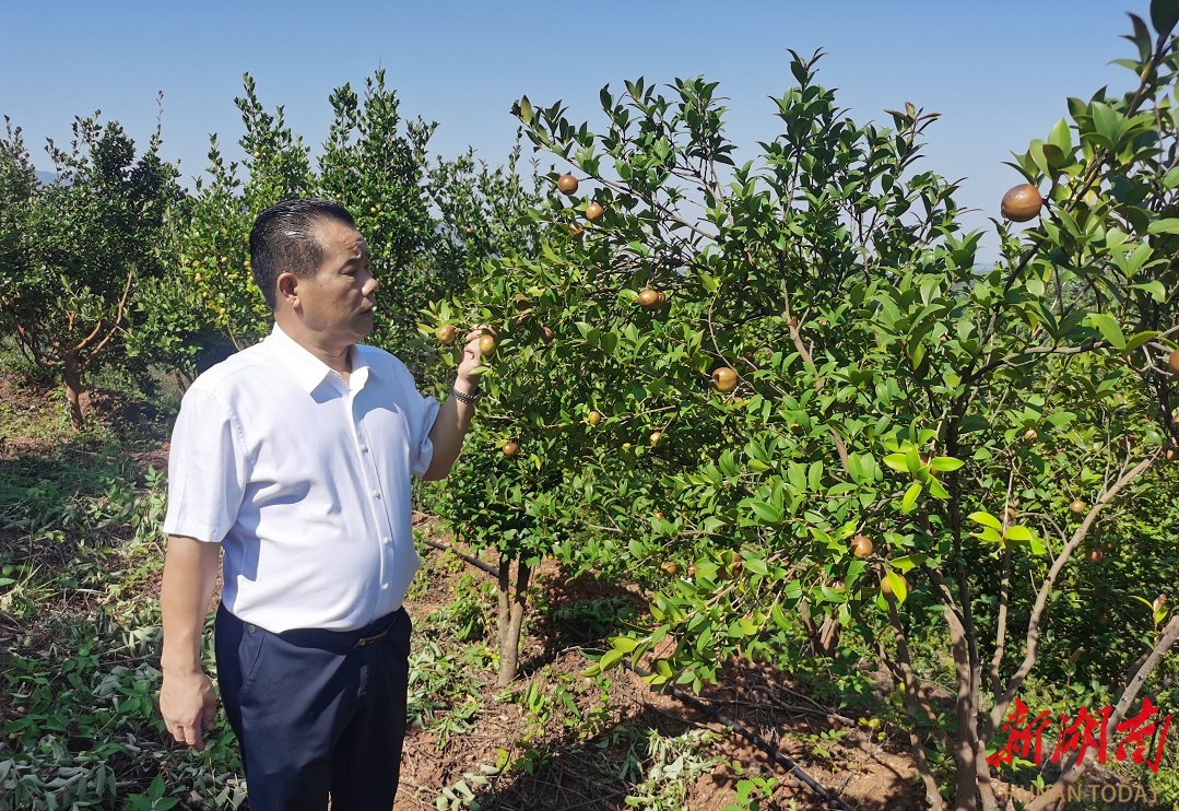 賀臘生：萬畝油茶“鏈”起富民興村產(chǎn)業(yè)夢