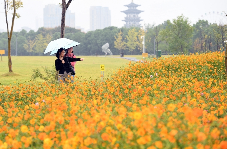 金色花海