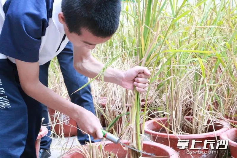 低镉水稻种得咋样，博士进校讲“稻”理