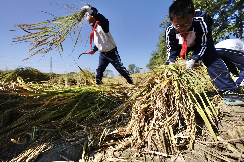 溫榆河公園百畝稻田今天開鐮！一群孩子割稻撈泥鰍