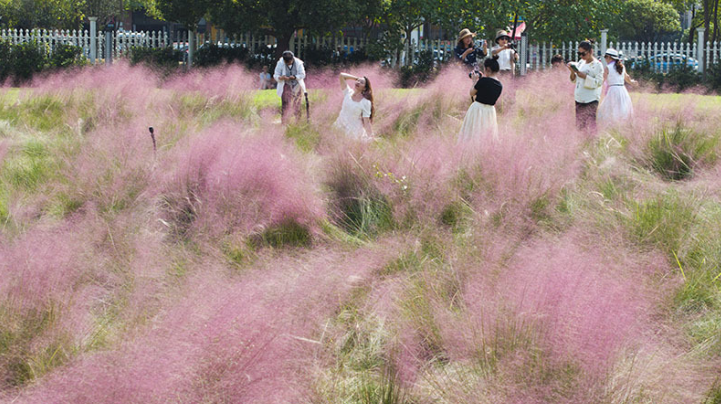 Embrace the Beauty of Pink Muhly Grass in Autumn