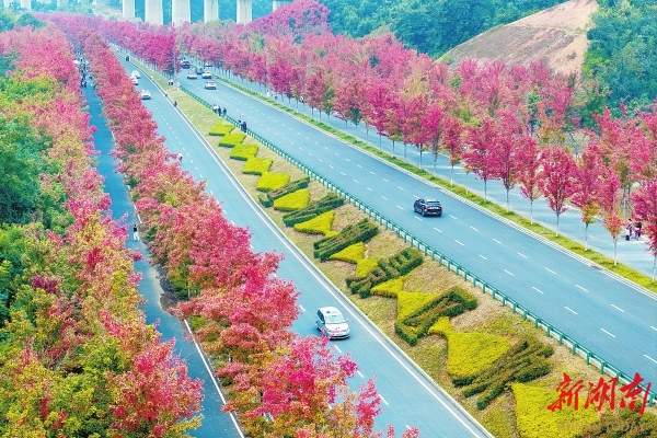 赫山区：红枫大道@湖南日报图片新闻