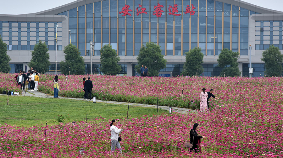 菊花飄香引客來(lái)