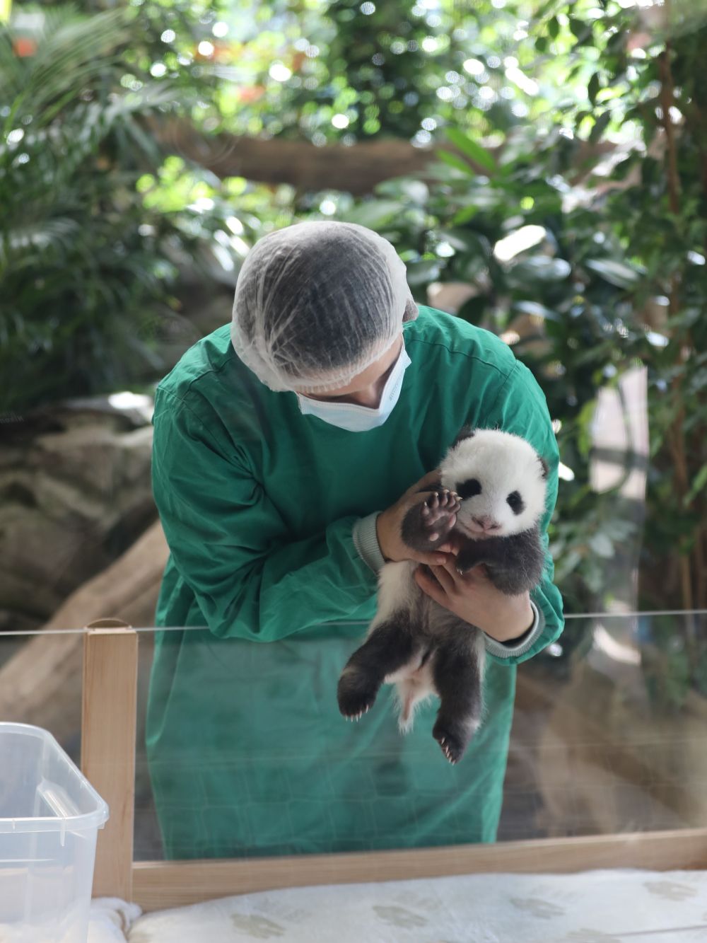 小熊猫四胞胎诞生图片