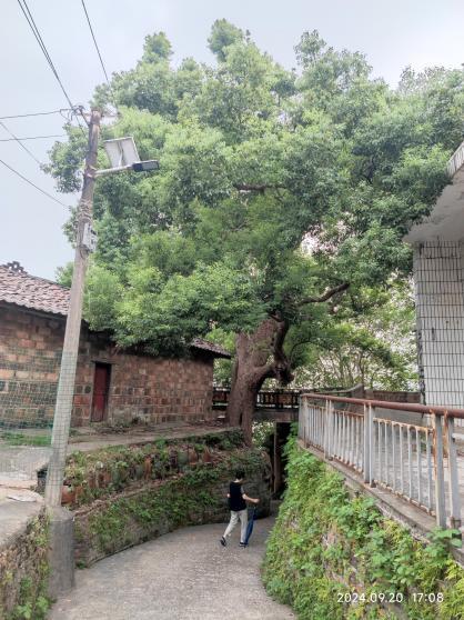 “鸳鸯”古樟耀铜官