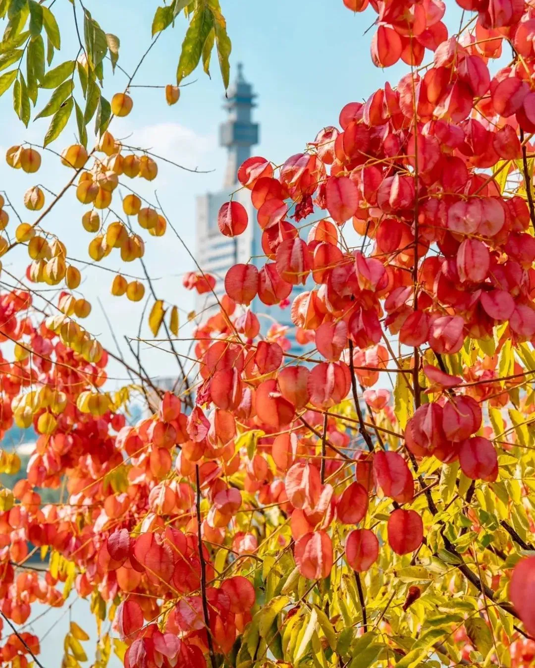 打卡湖南秋日限定美景，去这几个地方就够了