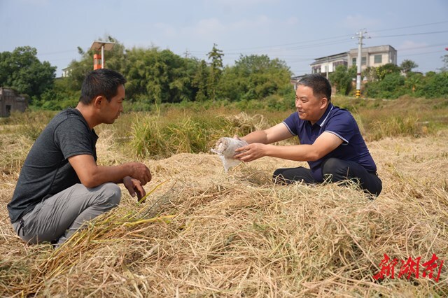 湘潭縣秸稈種蘑菇環(huán)保增收丨湖南日報市州頭條