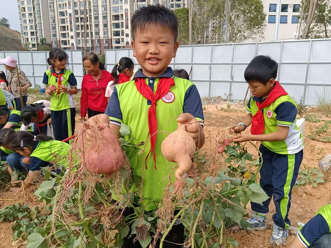 会同：走进学农地，快乐挖红薯