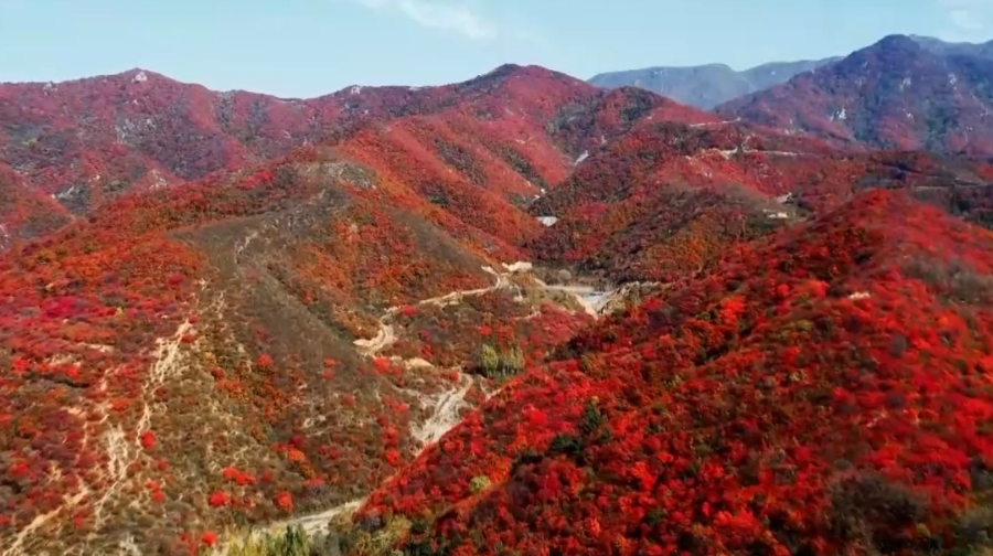 周末·科普丨為何到了秋季紅葉會開始“上妝”？原來和它有關→