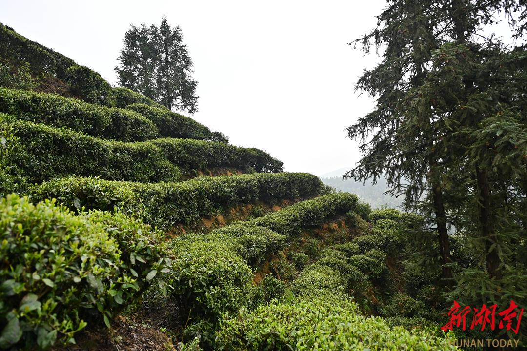 隆回金石橋鎮(zhèn)：黨建引領(lǐng)茶飄香 做活產(chǎn)業(yè)“茶文章”