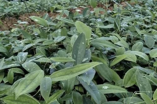 疫木種植茯苓 科技造就奇跡 100千克疫木種植茯苓后可實現(xiàn)產(chǎn)值170元以上