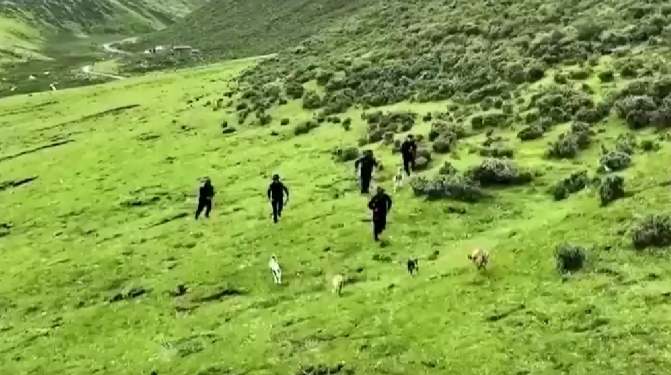 燃！中国警犬大赛堪比警匪大片