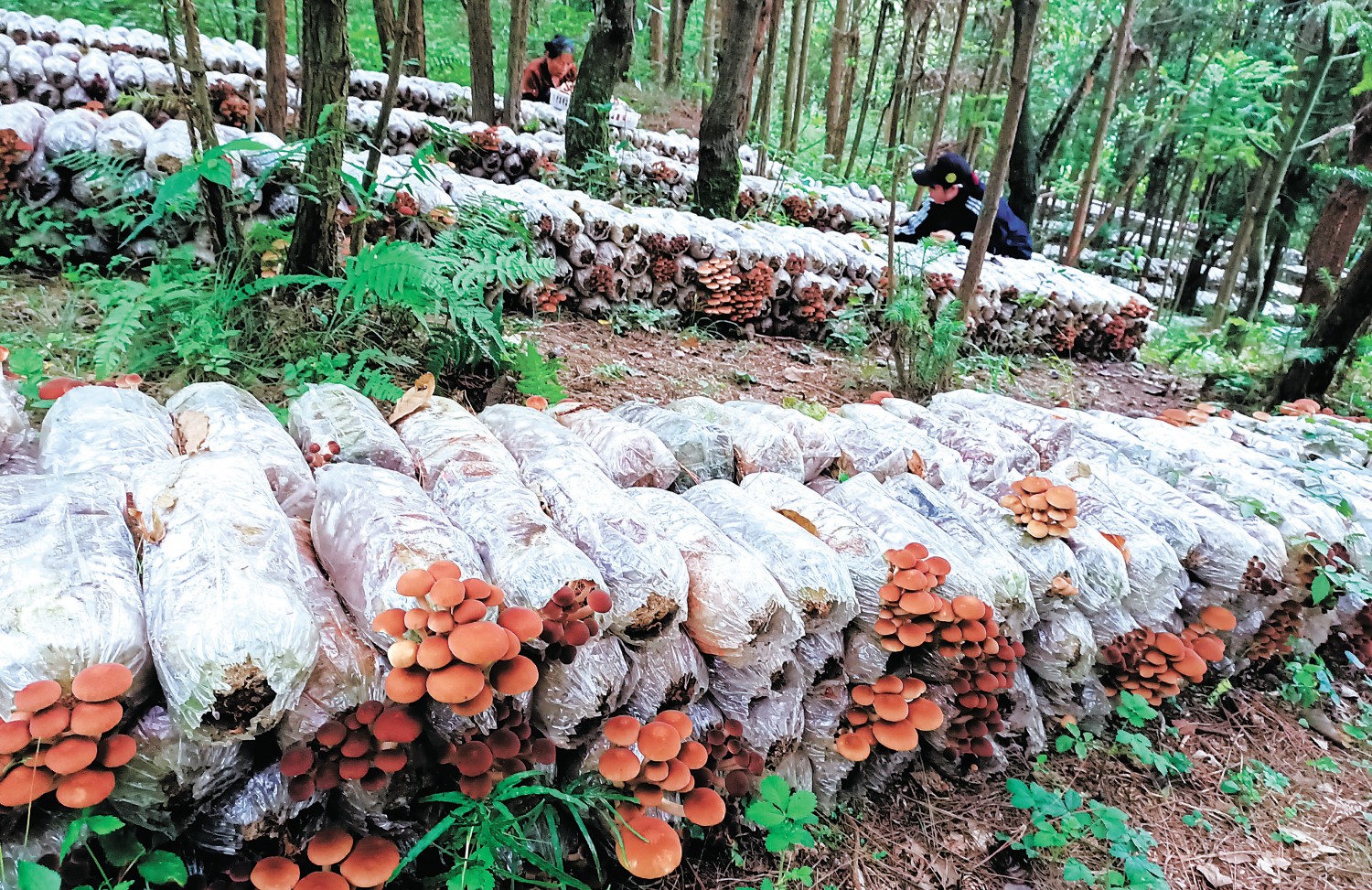 森林食物助力构建多元化食物供给体系 我国各类森林食物年产量2亿多吨，人均140公斤