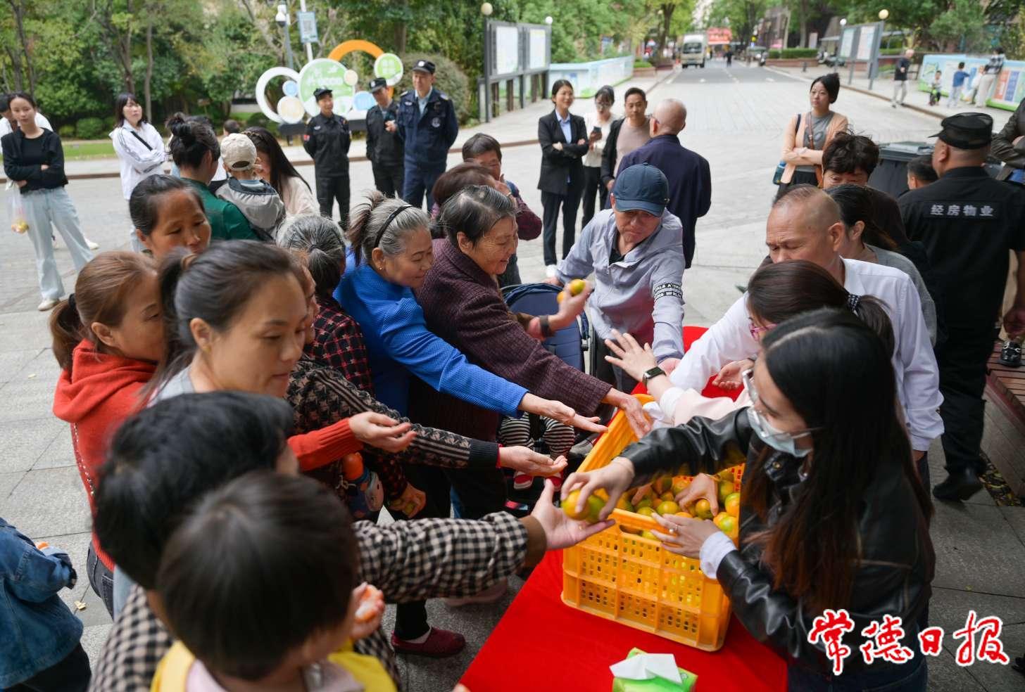 石门柑橘“空降”小区 常德市民共享甜蜜时光