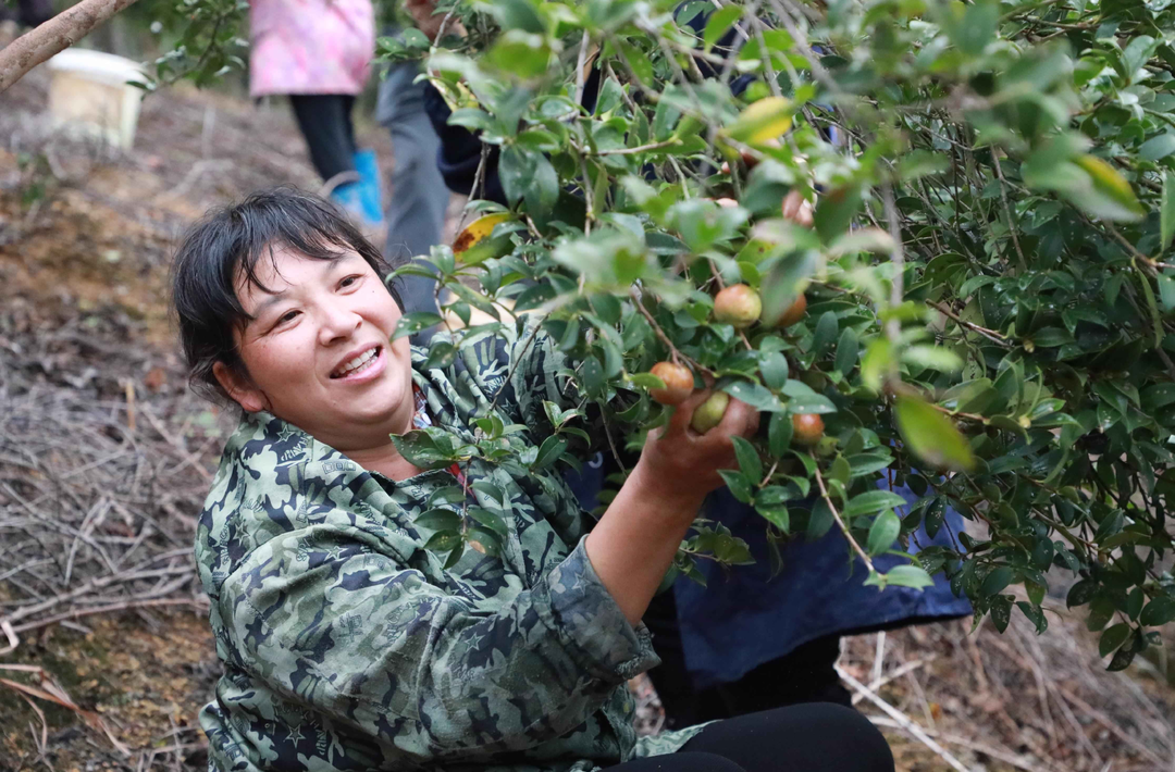 新田：霜降至 油茶采收正当时