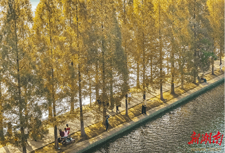 Autumn Scenery of Metasequoia Trees Attracts Visitors