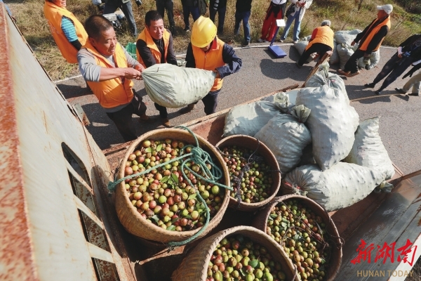 祁阳唐家山油茶基地，村民在转运油茶籽@湖南日报图片新闻