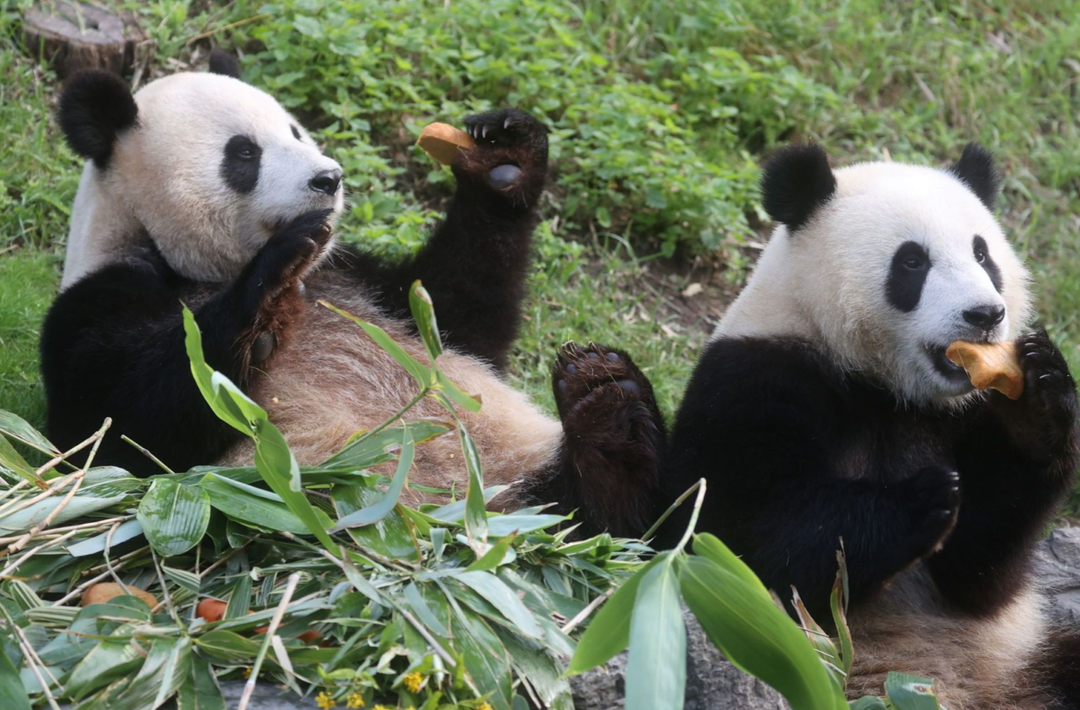大熊猫“天宝”“宝弟”“宝妹”将于12月从比利时启程回国