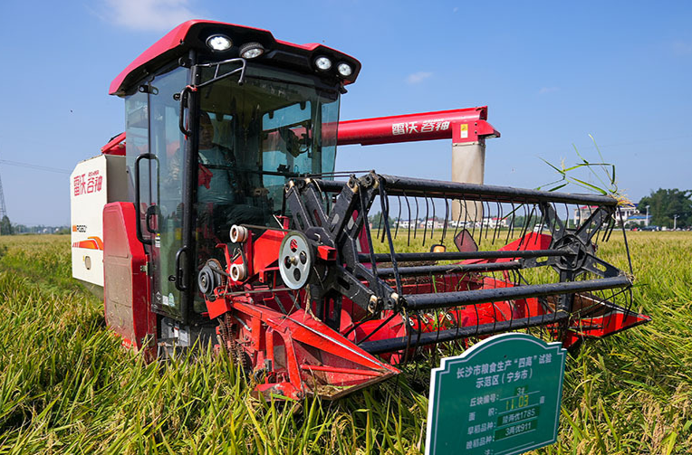 Late-season Rice Yield Exceeds 600 kg Per Mu in Changsha