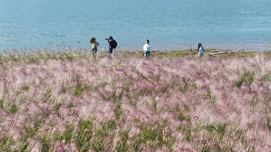 Blooming Reed Flowers Along Xiangjiang River