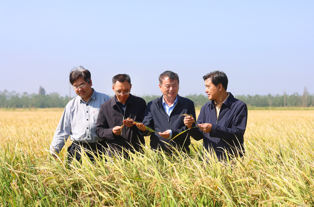 团洲垸灾后粮食等作物生产恢复关键技术集成应用现场会举行