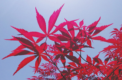 秋天的红叶有哪些种类？