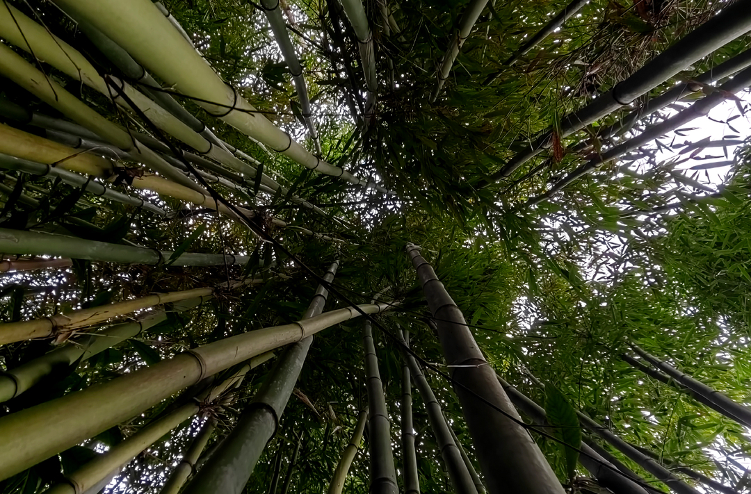 散文｜田凯频：苦竹林