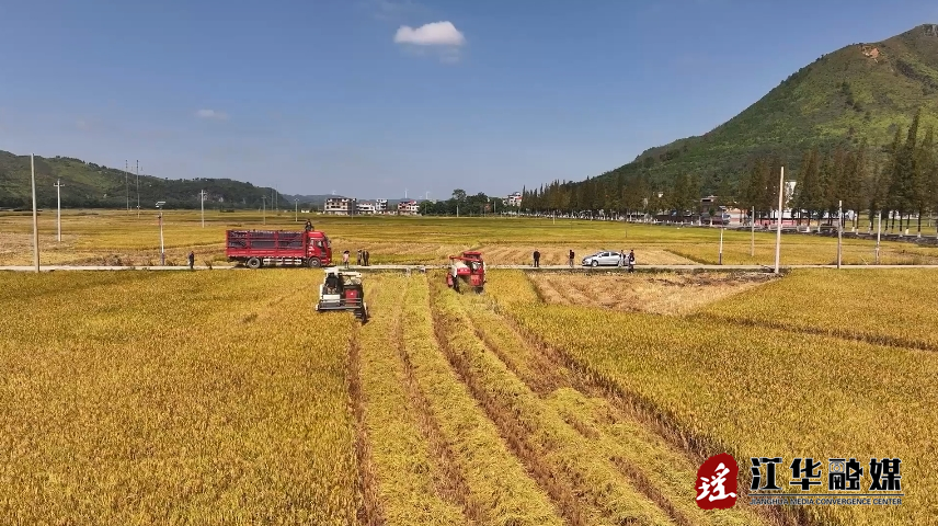 江华涛圩镇：水稻收割进入高峰期 及时烘干确保颗粒归仓