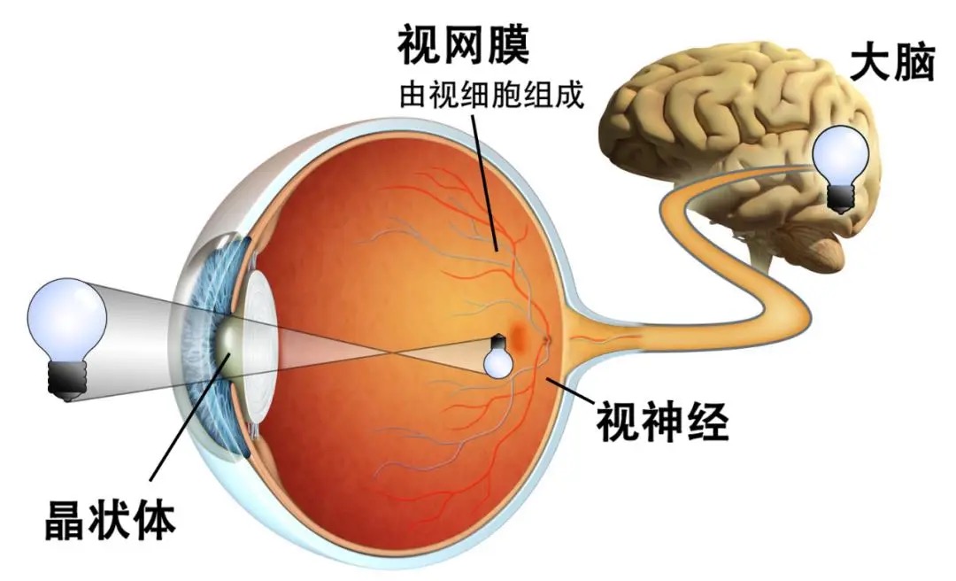 为什么我摘下眼镜，就听不清别人说话了？