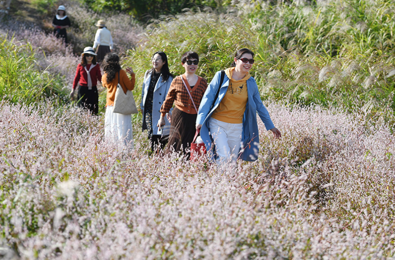 Polygonum and Reed Flowers Bloom Along Xiangjiang River