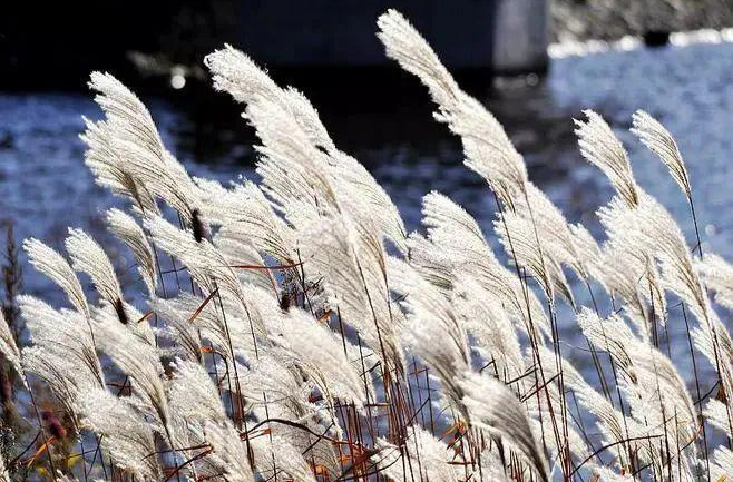 芦苇（外二首）