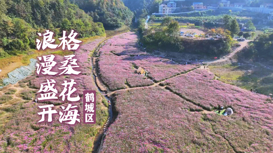 视频｜鹤城区：格桑花海 浪漫盛开