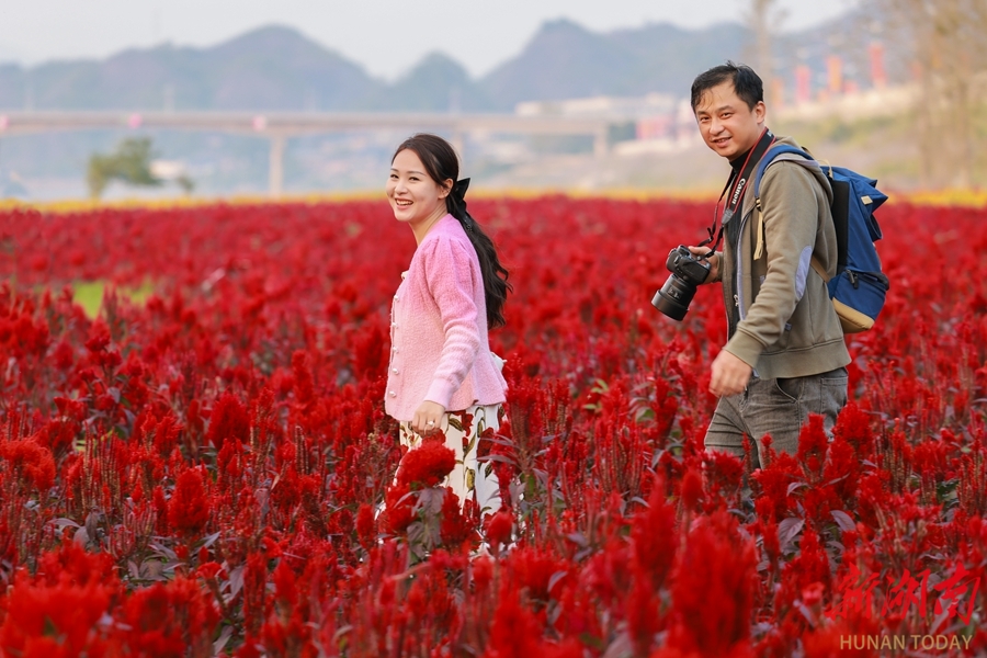 暢游懷化市洪江區(qū)芳華年代，赴一場(chǎng)花海之約