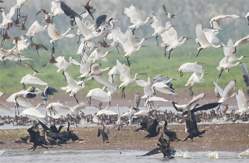 Migratory Birds Flock to South Dongting Lake