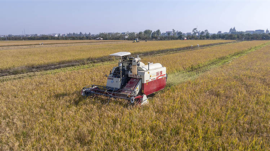 Ratoon Rice Harvested in Unmanned Field in Yiyang