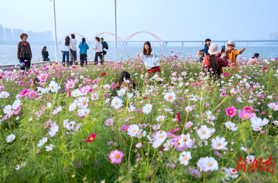 Sea of Galsang Flowers Attracts Visitors