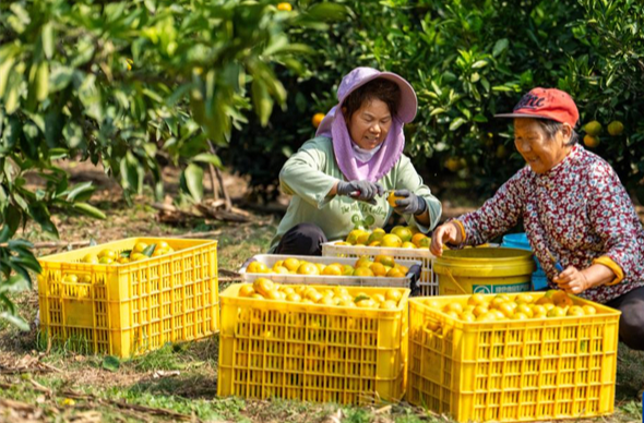 Shimen County Embraces Thriving Orange Industry