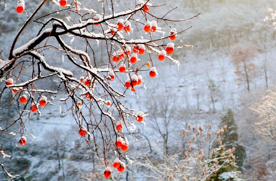 立冬，“冬藏”藏什么？